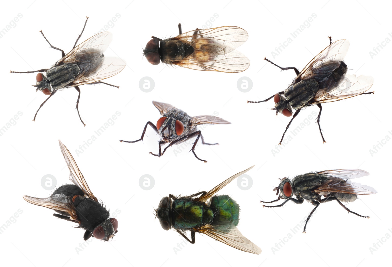 Image of Collage with different common flies on white background