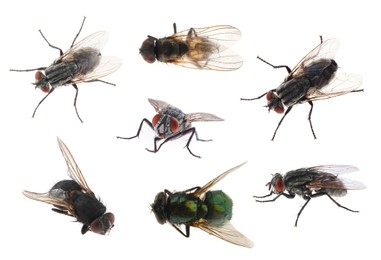 Collage with different common flies on white background