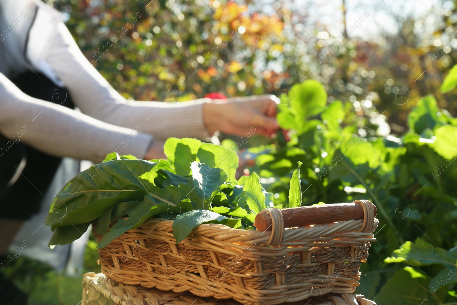 Photo of Woman cutting fresh green herbs outdoors, focus on wicker basket