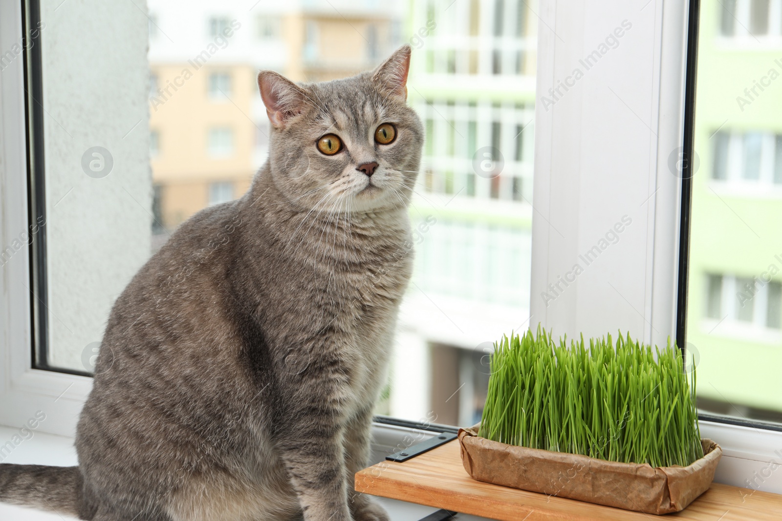 Photo of Cute cat near fresh green grass on windowsill indoors