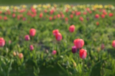 Photo of Blurred view of field with fresh beautiful spring flowers on sunny day