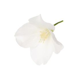 Beautiful delicate jasmine flower isolated on white