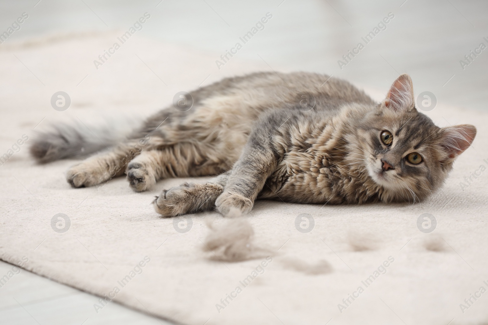 Photo of Cute cat and pet hair on carpet indoors