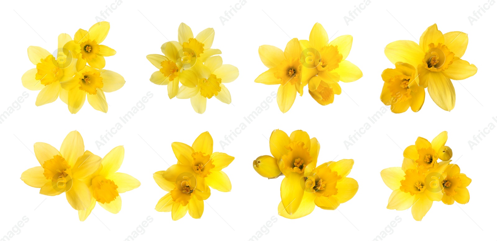 Image of Set with beautiful yellow daffodils on white background. Banner design