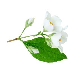 Photo of Branch of jasmine flowers and leaves isolated on white