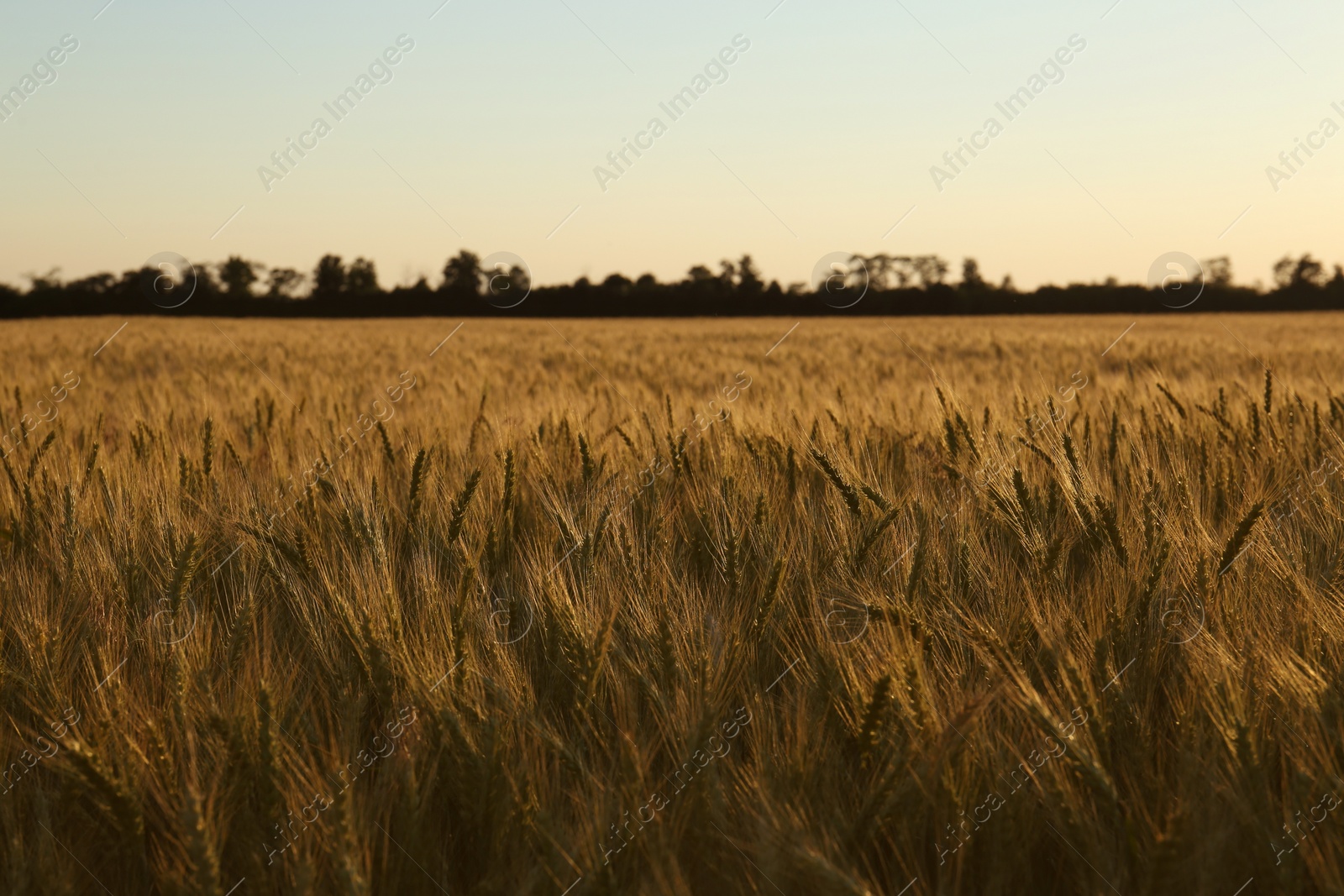 Photo of Beautiful agricultural field with ripening wheat crop