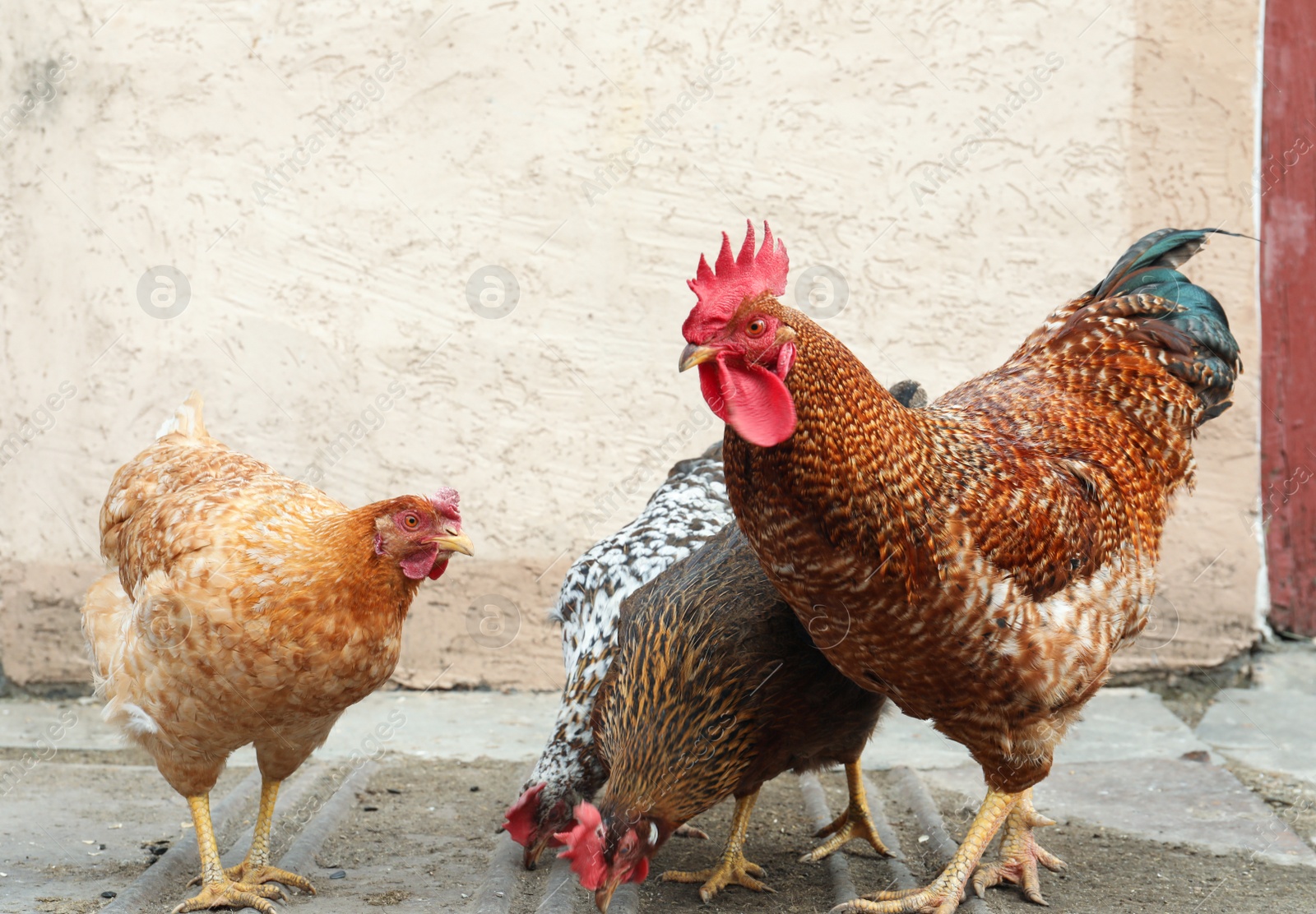 Photo of Beautiful colorful chickens and rooster in yard. Domestic animal