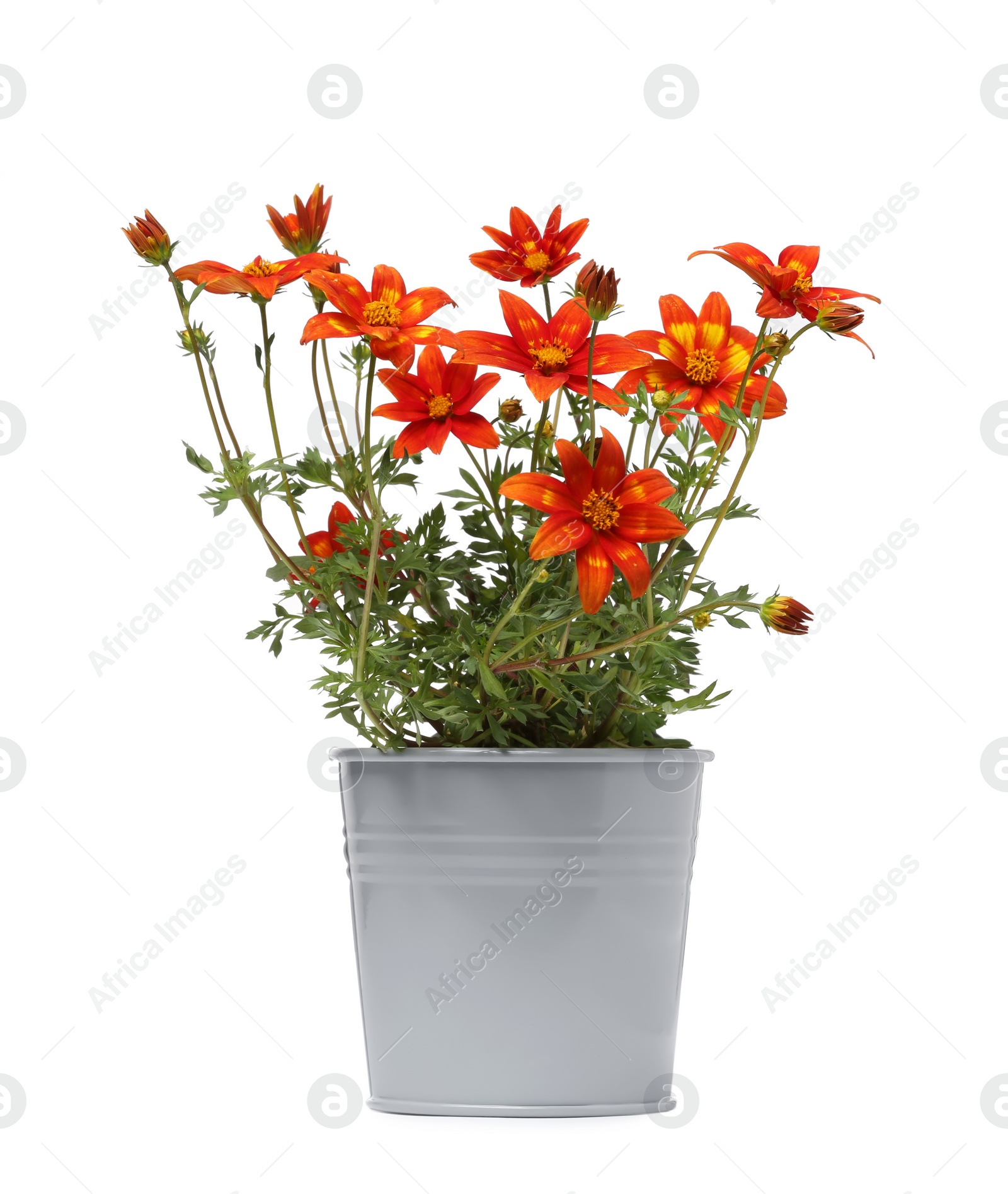 Photo of Beautiful bidens ferulifolia flowers in grey pot isolated on white