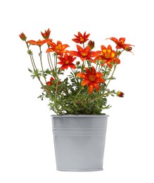 Photo of Beautiful bidens ferulifolia flowers in grey pot isolated on white