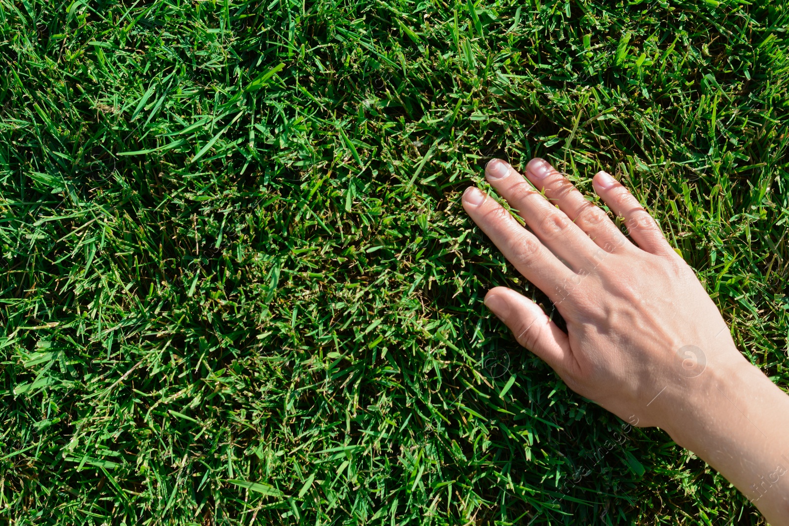 Photo of Woman touching fresh grass on green lawn, top view. Space for text