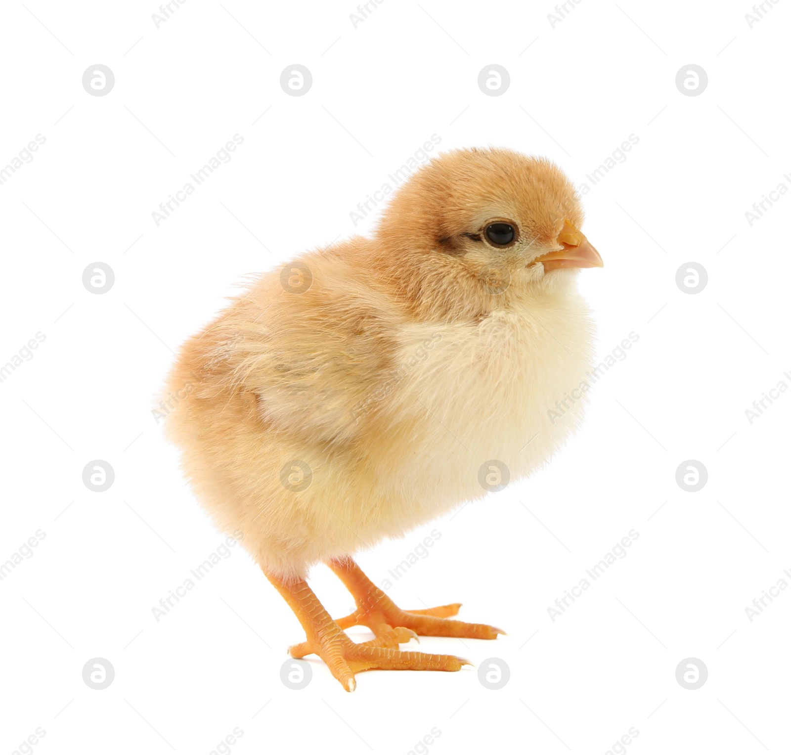 Photo of One cute chick isolated on white. Baby animal