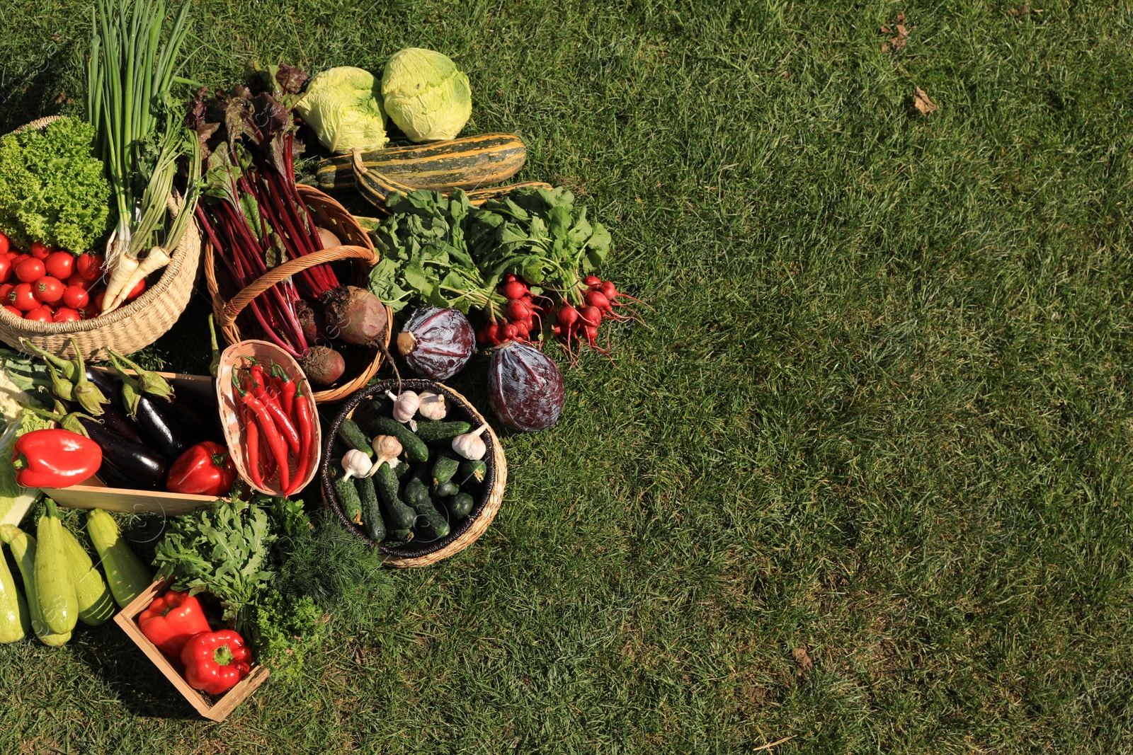 Photo of Different fresh ripe vegetables on green grass, flat lay. Space for text