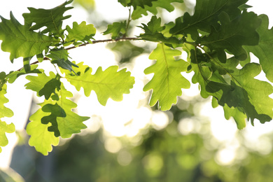 Photo of Closeup view of oak tree with young fresh green leaves outdoors on spring day