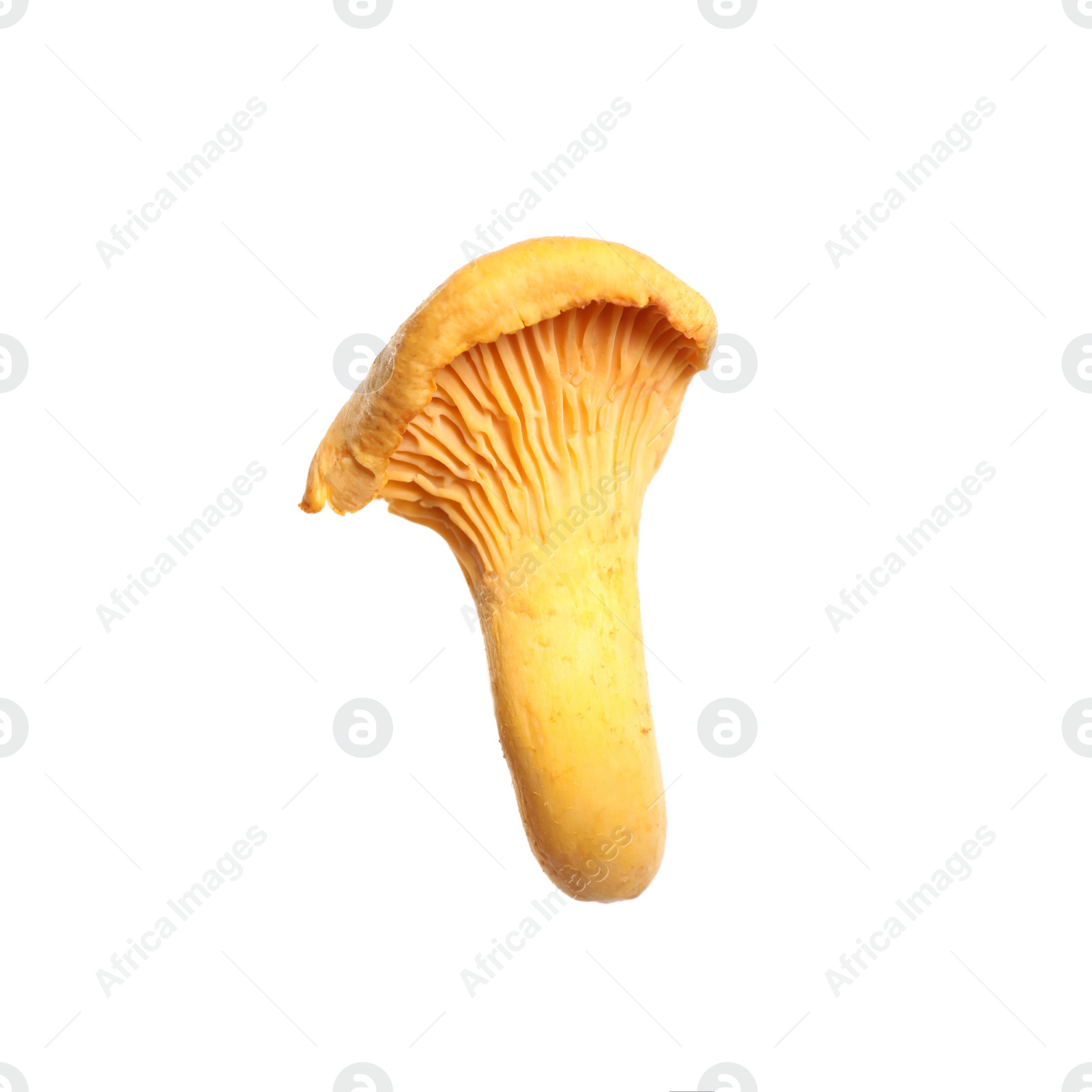 Photo of Fresh wild chanterelle mushroom isolated on white