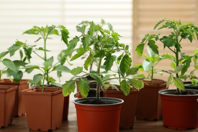 Photo of Seedlings growing in plastic containers with soil on table