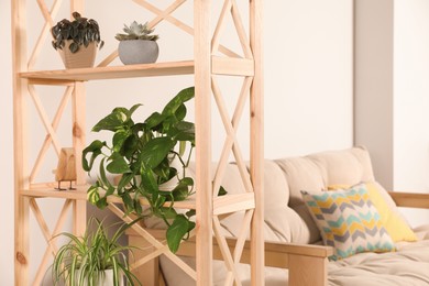 Stylish wooden shelf with potted plants and sofa in living room. Interior design