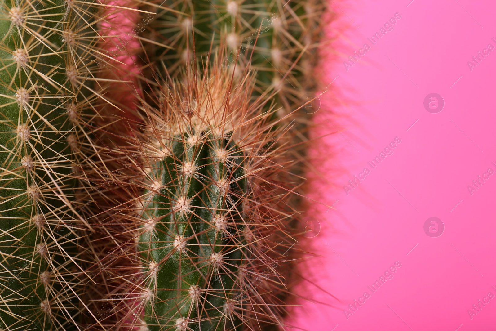 Photo of Beautiful green cactus on pink background, closeup with space for text. Tropical plant