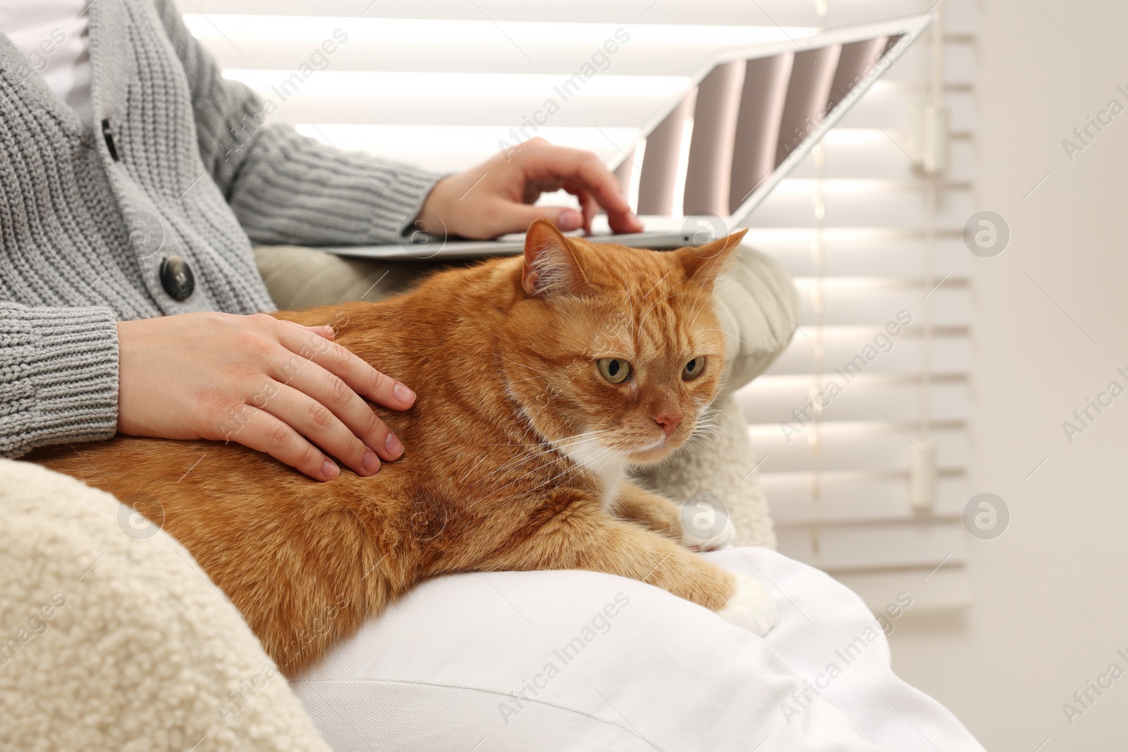 Photo of Woman working with laptop and petting cute cat at home, closeup