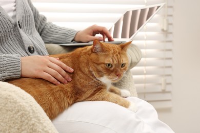 Woman working with laptop and petting cute cat at home, closeup
