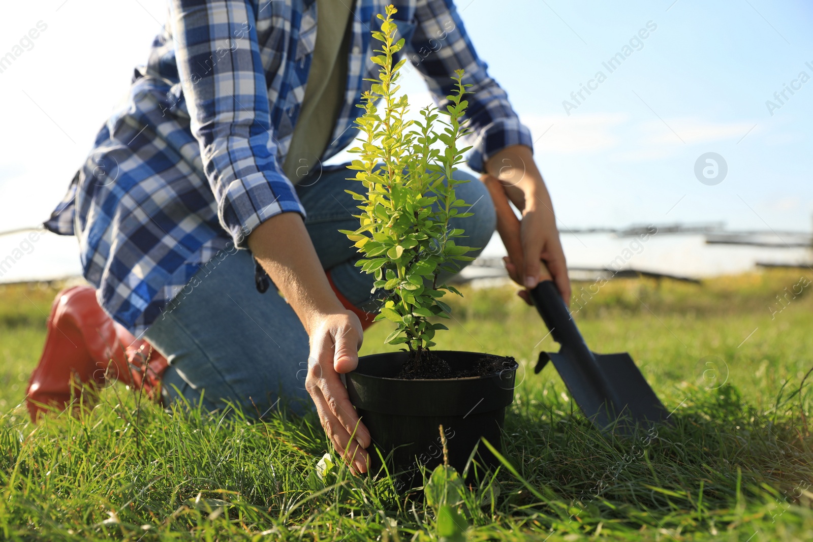 Photo of Woman planting tree in countryside on sunny day, closeup