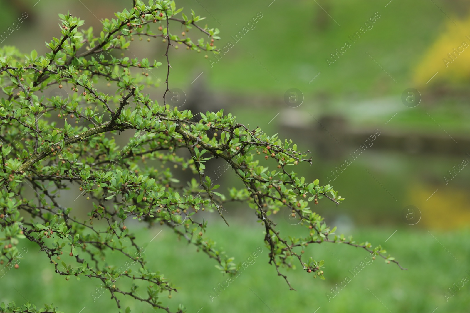 Photo of Beautiful shrub with green leaves growing outdoors, closeup Space for text