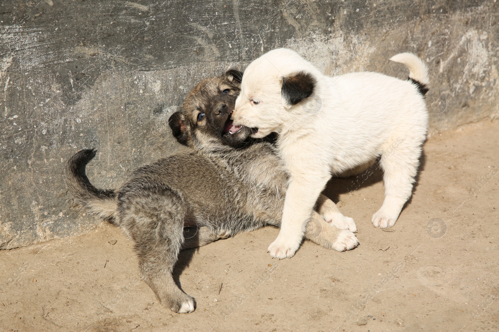 Photo of Stray puppies playing outdoors on sunny day. Baby animals