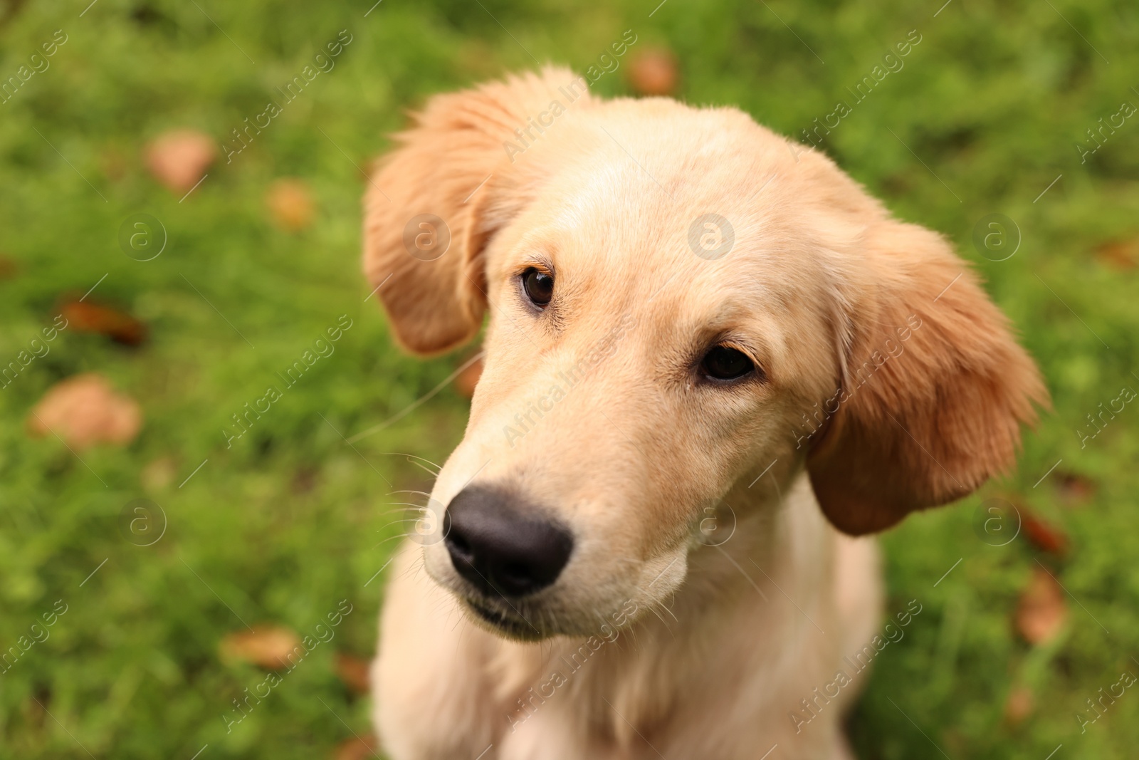 Photo of Cute Labrador Retriever puppy in park, closeup