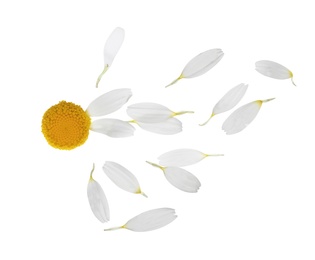 Image of Chamomile flower with flying petals on white background