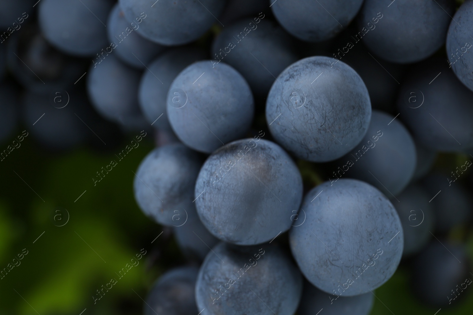 Photo of Ripe juicy grapes on blurred background. Space for text