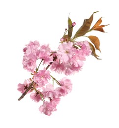 Beautiful sakura tree branch with pink flowers isolated on white