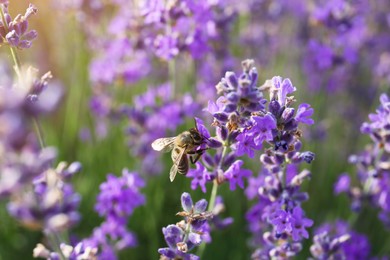 Photo of Closeup view of beautiful lavender flowers with bee in field