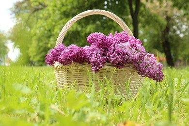 Photo of Beautiful lilac flowers in wicker basket on green grass outdoors