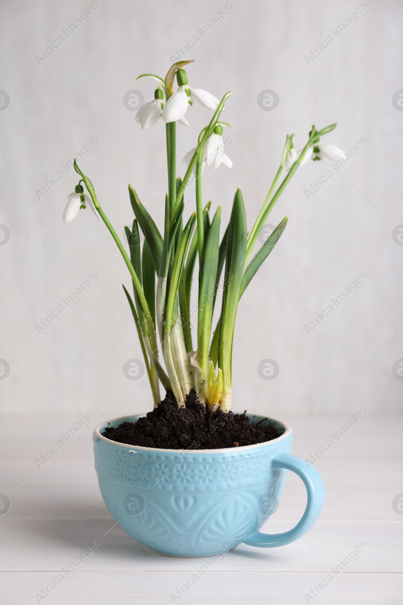 Photo of Beautiful snowdrops planted in turquoise cup on white wooden table