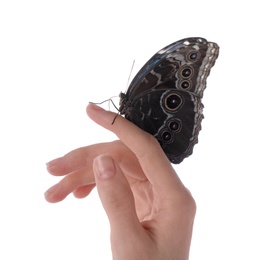 Photo of Woman holding beautiful common morpho butterfly on white background, closeup