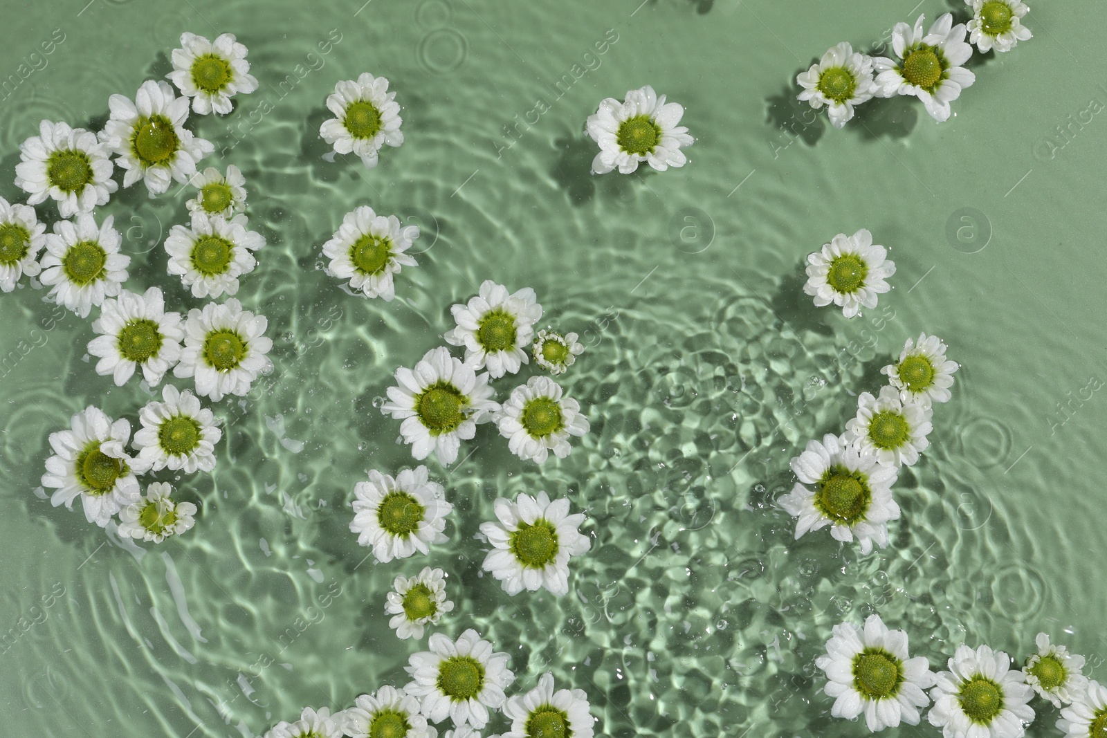 Photo of Beautiful chrysanthemum flowers in water on green background, top view