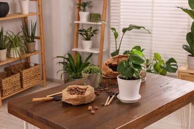 Photo of Potted houseplants, soil, clay pebbles and tools for transplanting on wooden table indoors