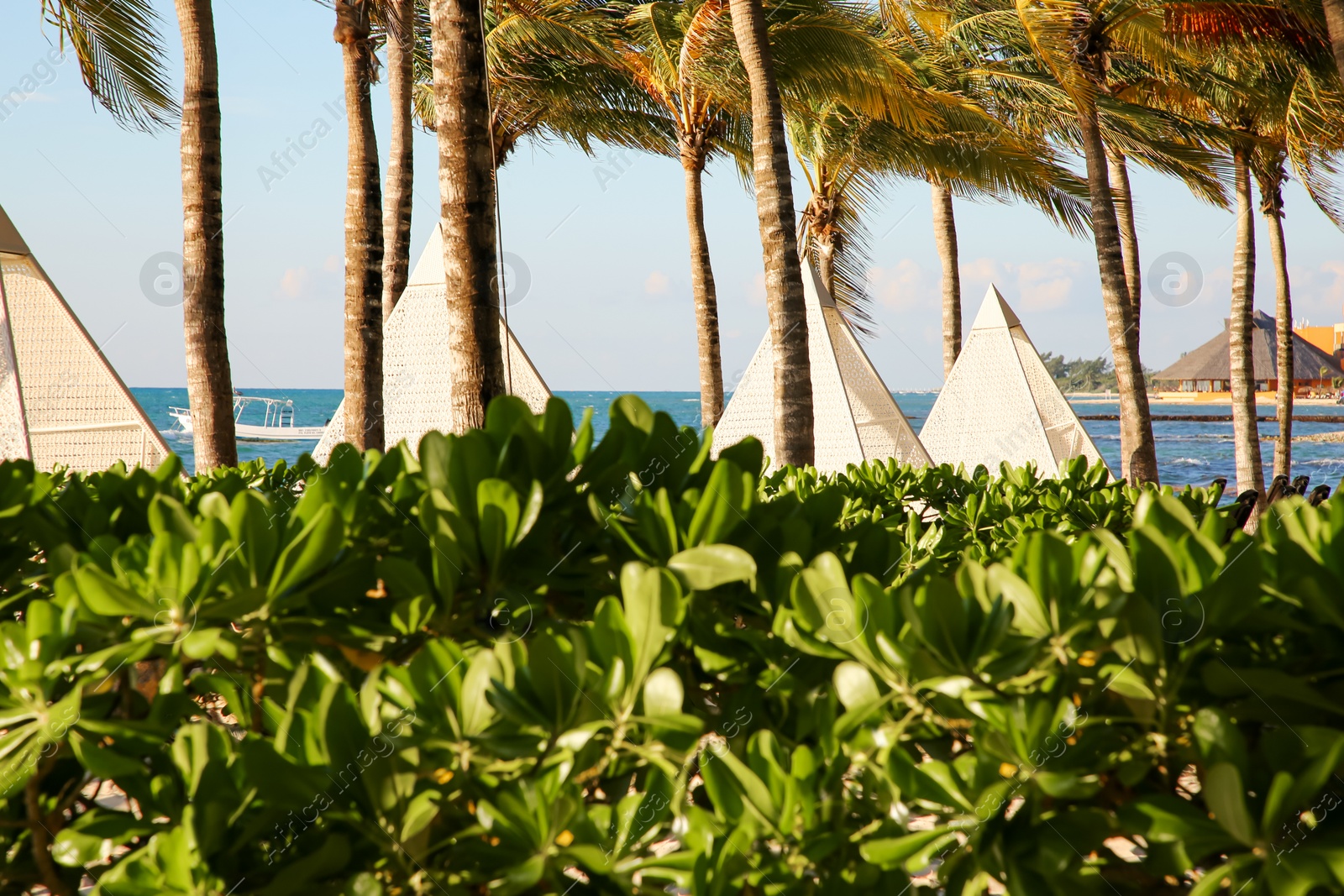 Photo of Beautiful green shrubs and palm trees on sea shore, closeup