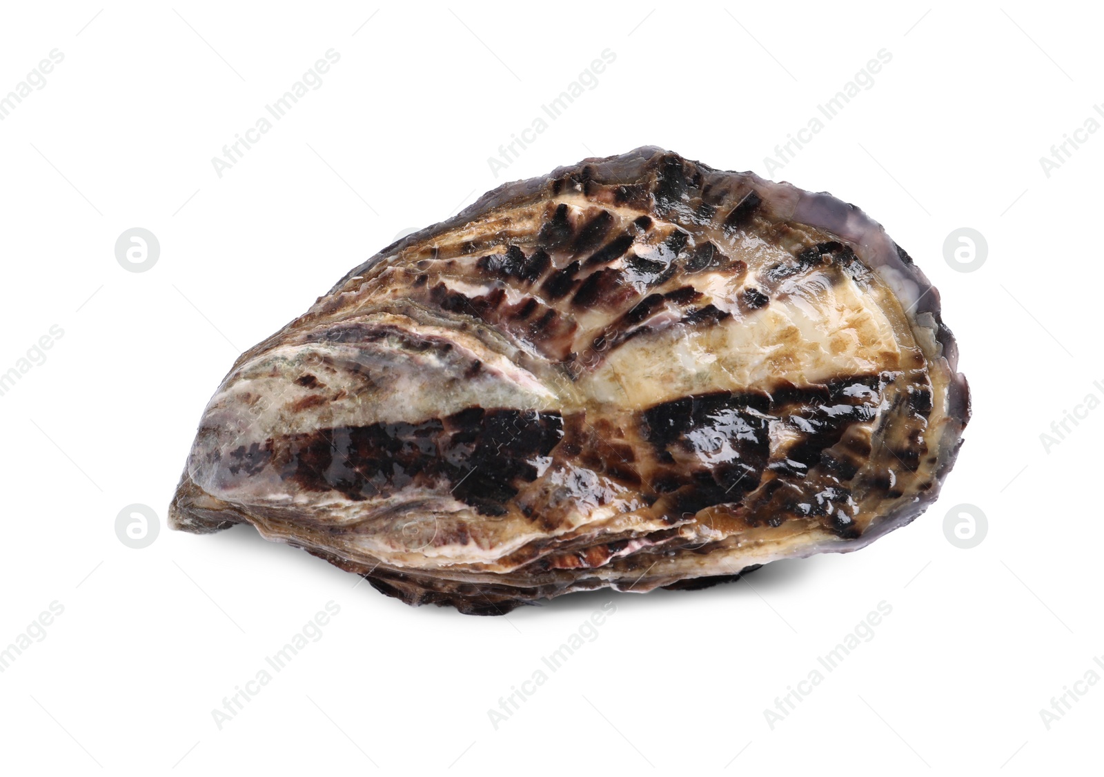 Photo of Fresh raw closed oyster isolated on white