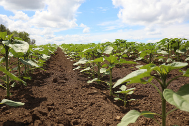 Photo of Agricultural field with young sunflower plants on sunny day