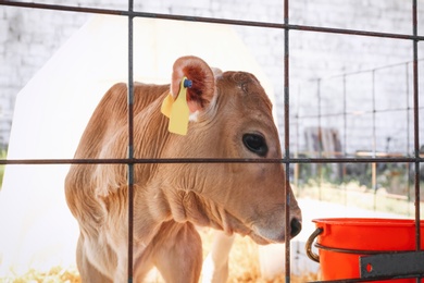 Pretty little calf near fence on farm. Animal husbandry