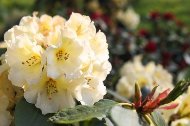 Photo of Rhododendron plant with beautiful white flowers outdoors, closeup view