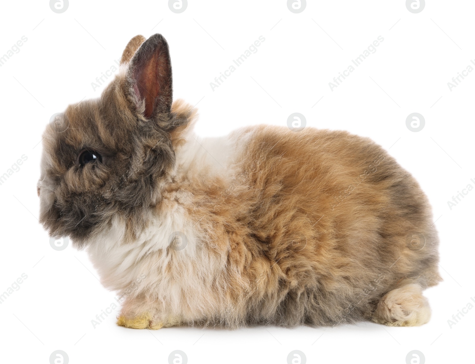 Photo of Cute fluffy pet rabbit isolated on white