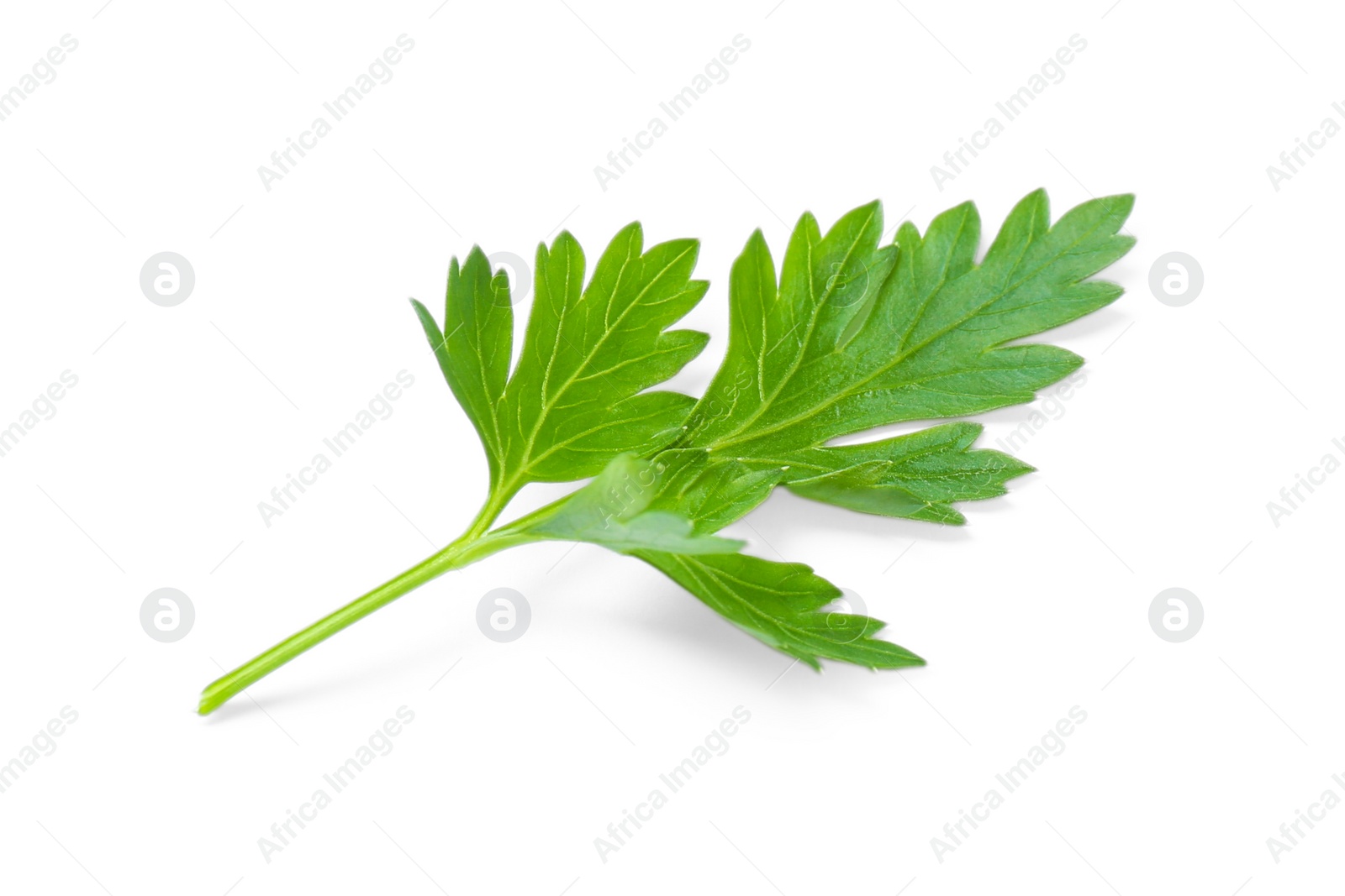 Photo of Fresh green organic parsley on white background