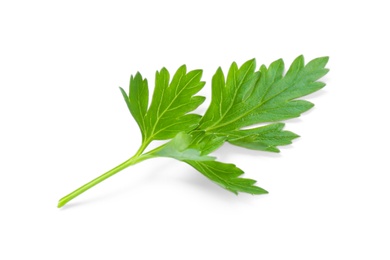 Fresh green organic parsley on white background