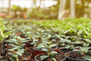 Photo of Many pots with soil and fresh seedlings in greenhouse, closeup