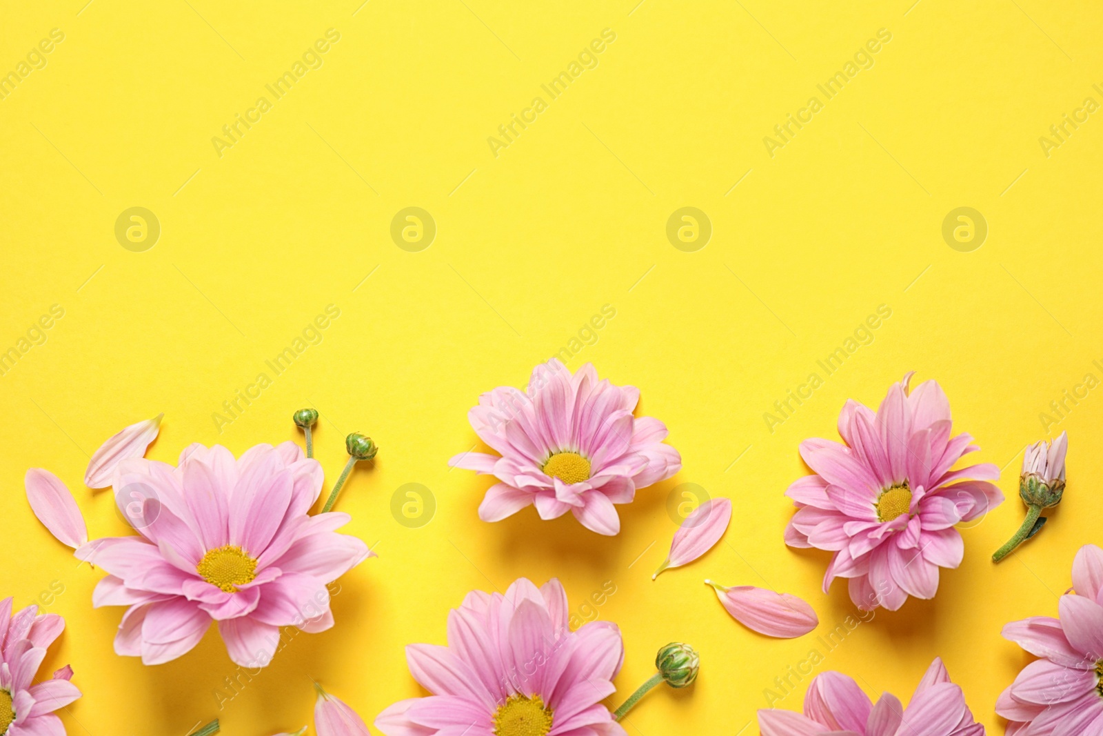 Photo of Beautiful pink chamomile flowers on yellow background, flat lay. Space for text