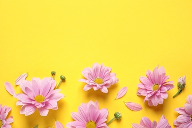 Beautiful pink chamomile flowers on yellow background, flat lay. Space for text