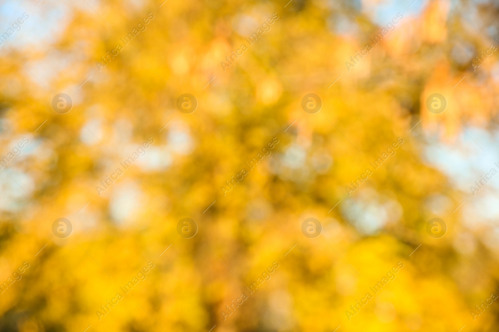 Photo of Blurred view of autumn foliage outdoors. Bokeh effect