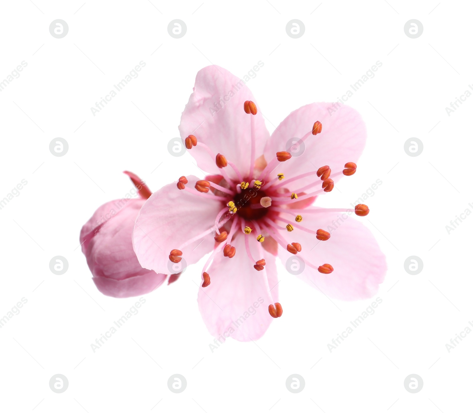 Photo of Beautiful pink sakura tree blossoms isolated on white