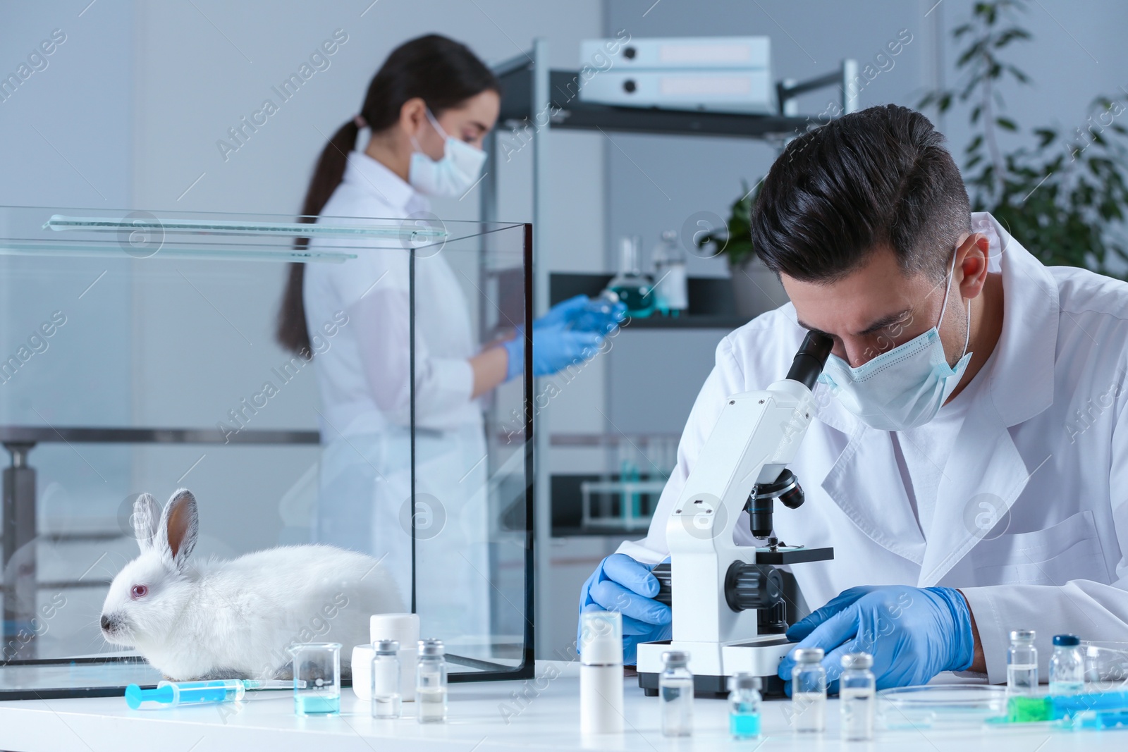 Photo of Scientists working in chemical laboratory. Animal testing